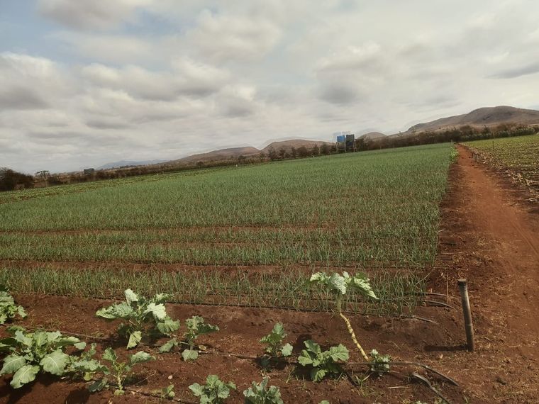 Irrigated crop rows on a Kenyan smallholding